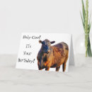Search for funny cow birthday cards Humour