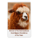 Search for alpaca magnets Llama