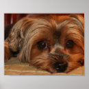 Search for yorkshire terrier posters Yorkie lover