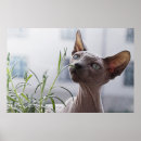 Search for hairless cat posters Cats
