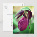 Search for slippers photography Flower