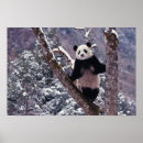 Search for sichuan posters Fauna
