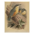 Search for nuthatch posters Vintage
