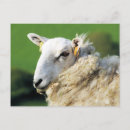 Search for sheep postcards Farms