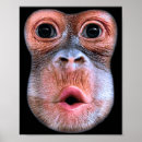 Search for monkey face posters Photography