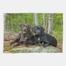 Search for labrador retriever tea towels Puppy