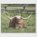 Search for longhorn wrapping paper Cow