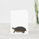 Search for terrapins cards Turtle