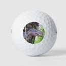 Search for dinosaur golf balls Carnivore