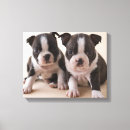 Search for boston terrier canvas prints Dog