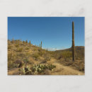 Search for saguaro cactus postcards Photography