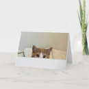 Search for peek cards Kitten