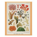 Search for coral reef posters Australia