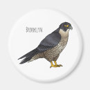 Search for peregrination magnets Peregrine falcon