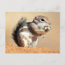 Search for desert squirrels Ammospermophilus harrisii