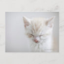 Search for sleeping kitten Nature