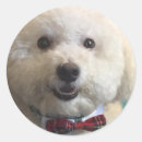 Search for bichon frise stickers Fluffy