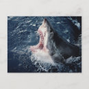 Search for shark open mouth Fish