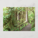 Search for rain forests Trees