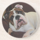 Search for bullie coasters Bully