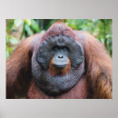 Search for orangutan posters Indonesia