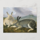 Search for john audubon postcards Vintage