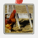 Search for rhode island christmas tree decorations Nature