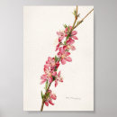 Search for vintage peach illustration posters Floral