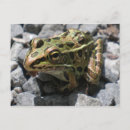 Search for leopard frogs Wildlife