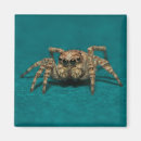 Search for spider magnets Animals