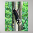 Search for cute bear posters Camping