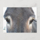 Search for donkey postcards Grey