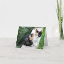 Search for funny cats note cards Kitten