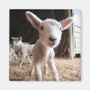 Search for cutest magnets Sheep