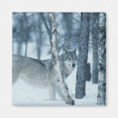 Search for canis magnets Grey