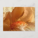 Search for bearded iris postcards Flower