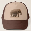 Search for elephants hats Conservation