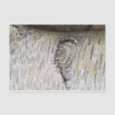 Search for birch tissue paper White