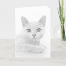 Search for scottish fold cards Cute