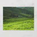 Search for rice terraces postcards Green