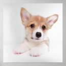 Search for corgi posters Canine