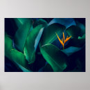Search for bird of paradise art posters Bouquet