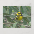 Search for passerines postcards Wildlife