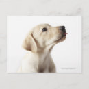 Search for outing postcards Dogs