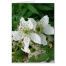 Search for raspberry flowers Garden