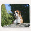 Search for lay electronics Dog