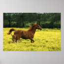 Search for mare posters Colt