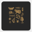 Search for vintage frog stickers Forest