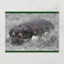 Search for tired postcards Cat