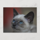 Search for siamese kitten Indoors